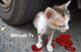 Sultangazi'de Aynı Gün İçinde 3 Kedi Otomobil Altından Ezilerek Öldü.