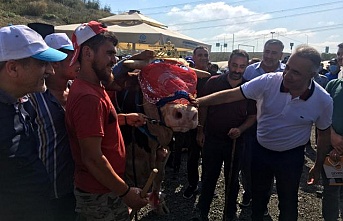 Sultangazi'de en güzel kurbanlıklar podyuma çıktı