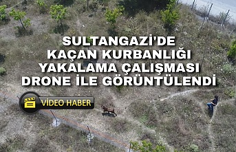 Sultangazi'de kaçan kurbanlığı yakalama çabası drone ile görüntülendi