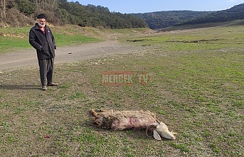 Sultangazi'de geçimini sağladığı keçisini, köpekler telef etti