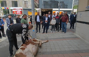 Seçimi 1200 oy fark ile kazanan muhtar sevincini dana keserek kutladı