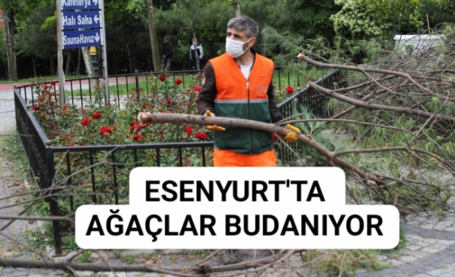 ESENYURT’TA AĞAÇLAR BUDANIYOR