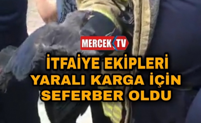 İtfaiye Ekipleri Yaralı Karga İçin Seferber Oldu.