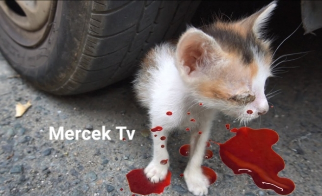 Sultangazi'de Aynı Gün İçinde 3 Kedi Otomobil Altından Ezilerek Öldü.