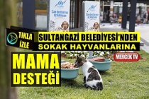 Sultangazi Belediyesi’nden Sokak Hayvanlarına Mama Desteği