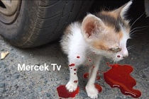 Sultangazi'de Aynı Gün İçinde 3 Kedi Otomobil Altından Ezilerek Öldü.