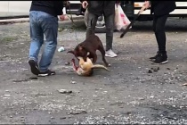 Sultangazi'de Pitbull Dehşeti Kediyi Parçaladı