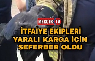 İtfaiye Ekipleri Yaralı Karga İçin Seferber Oldu.